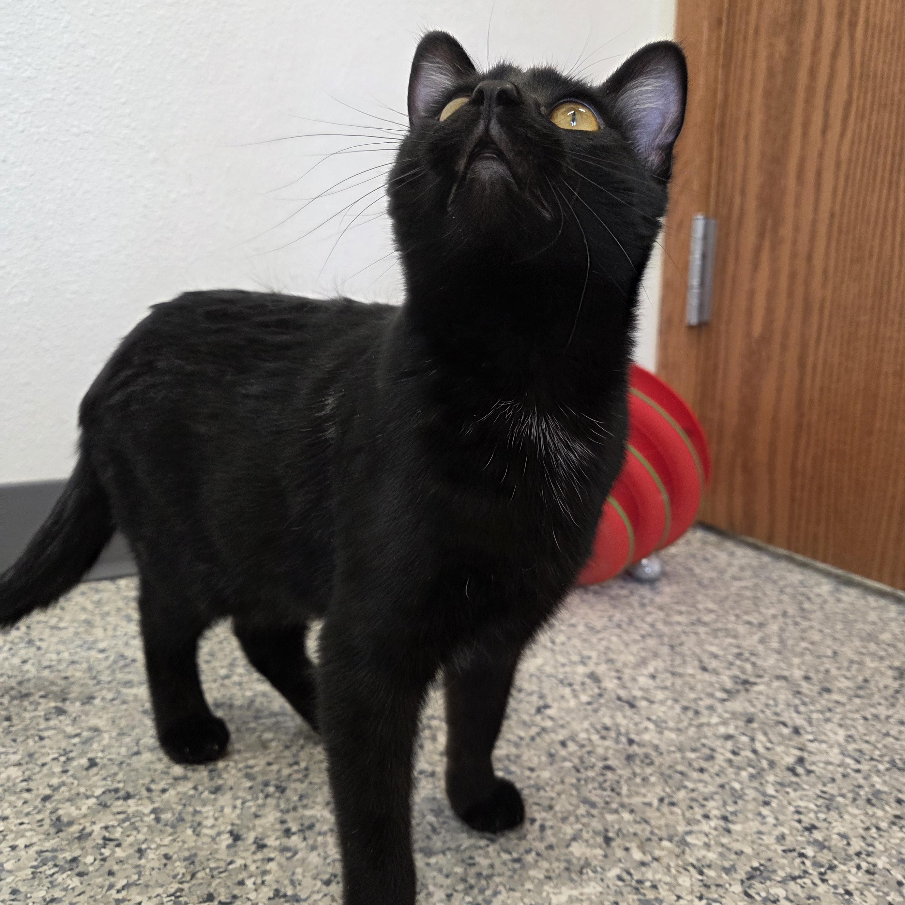 Enlarge Cookie Doom, an adopted Domestic Short Hair in Nevada, IA image 2/3