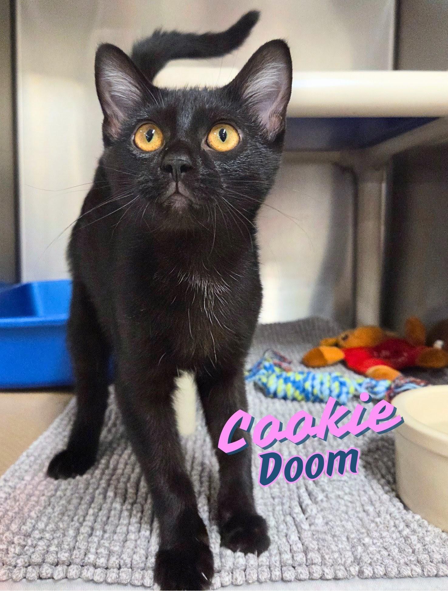 Enlarge Cookie Doom, a Adoptable Domestic Short Hair in Nevada, IA image 1/2