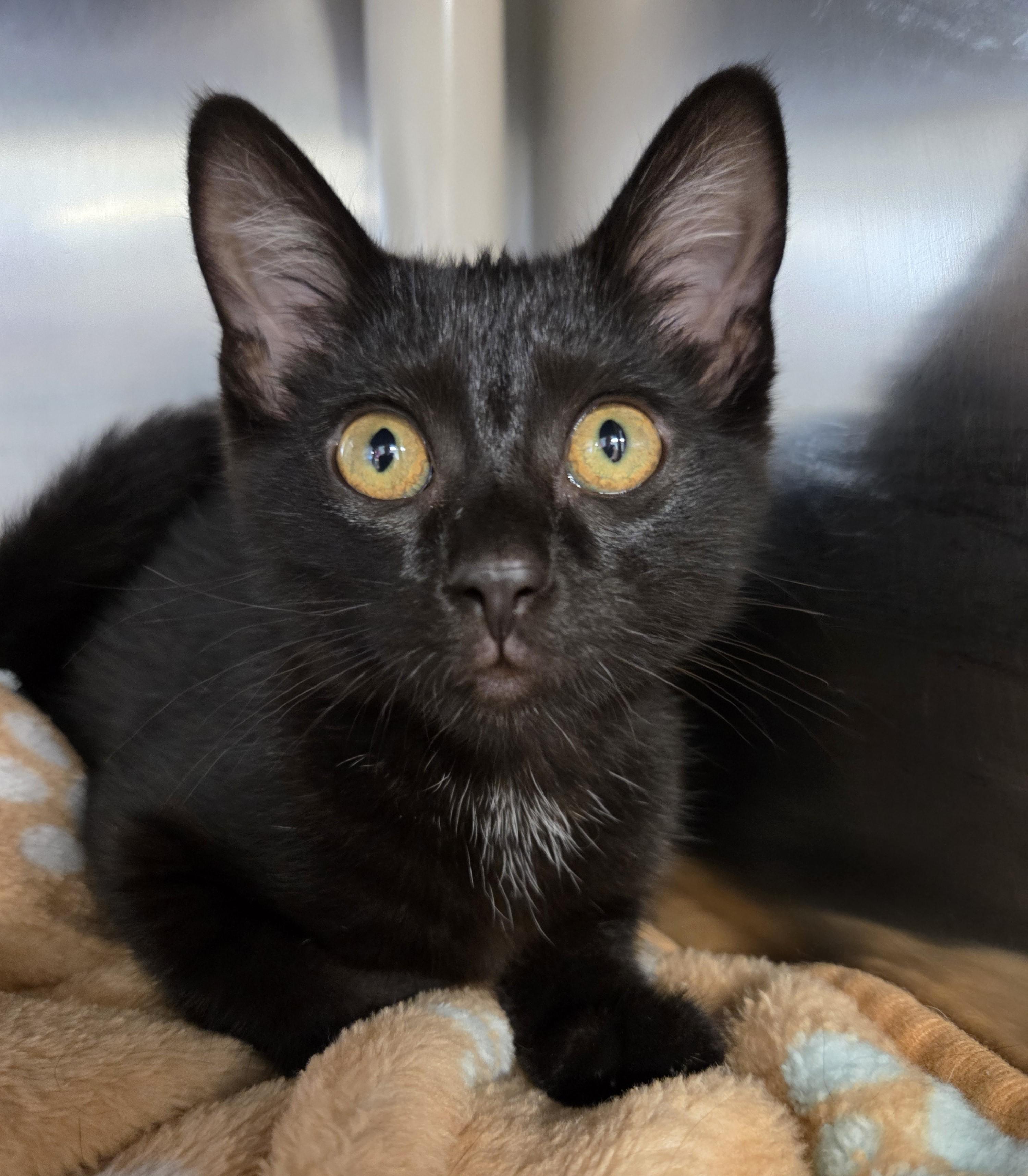Enlarge Cookie Doom, a Adoptable Domestic Short Hair in Nevada, IA image 2/2