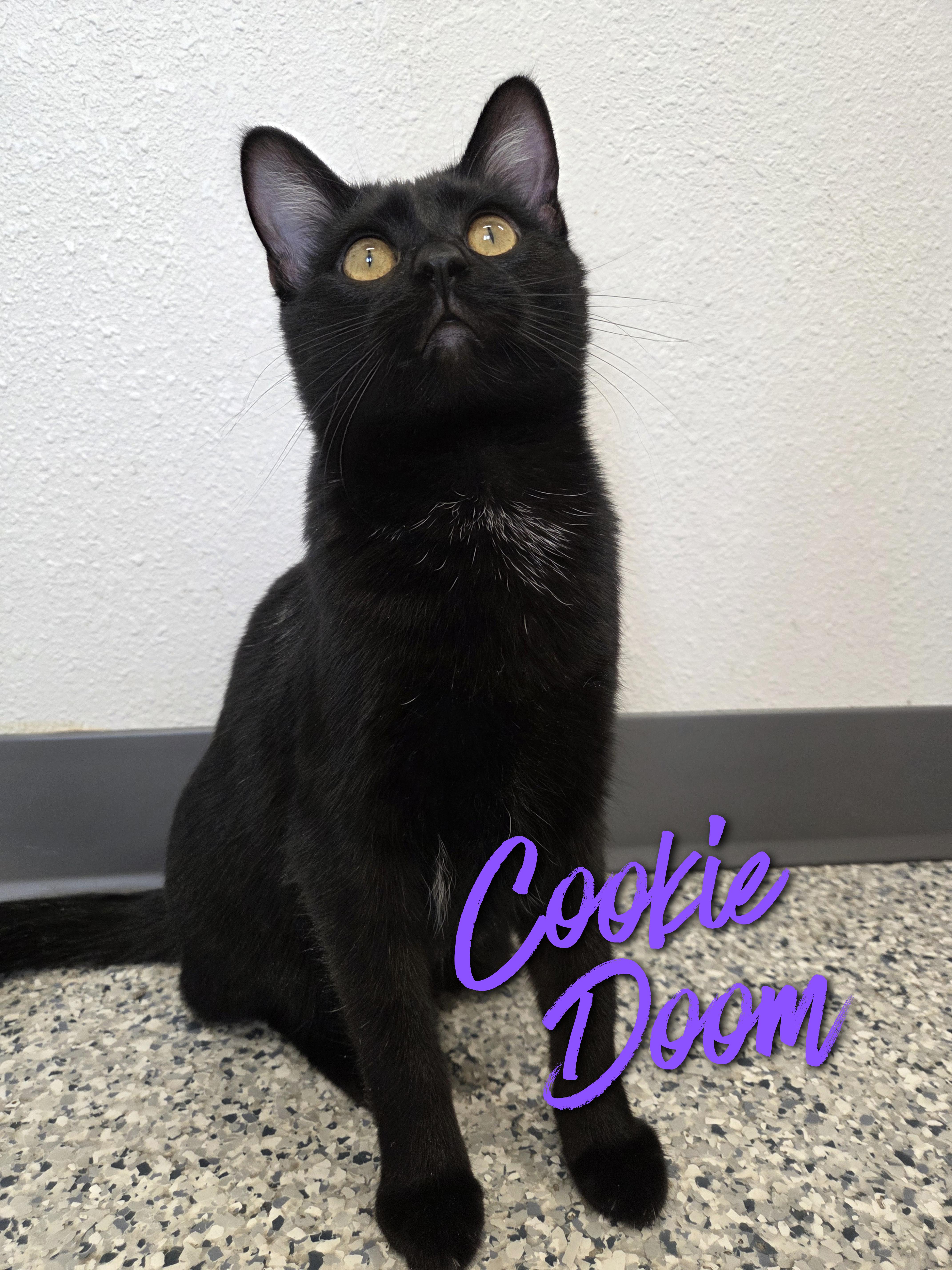 Cookie Doom, adoptable, Kitten Female Domestic Short Hair.