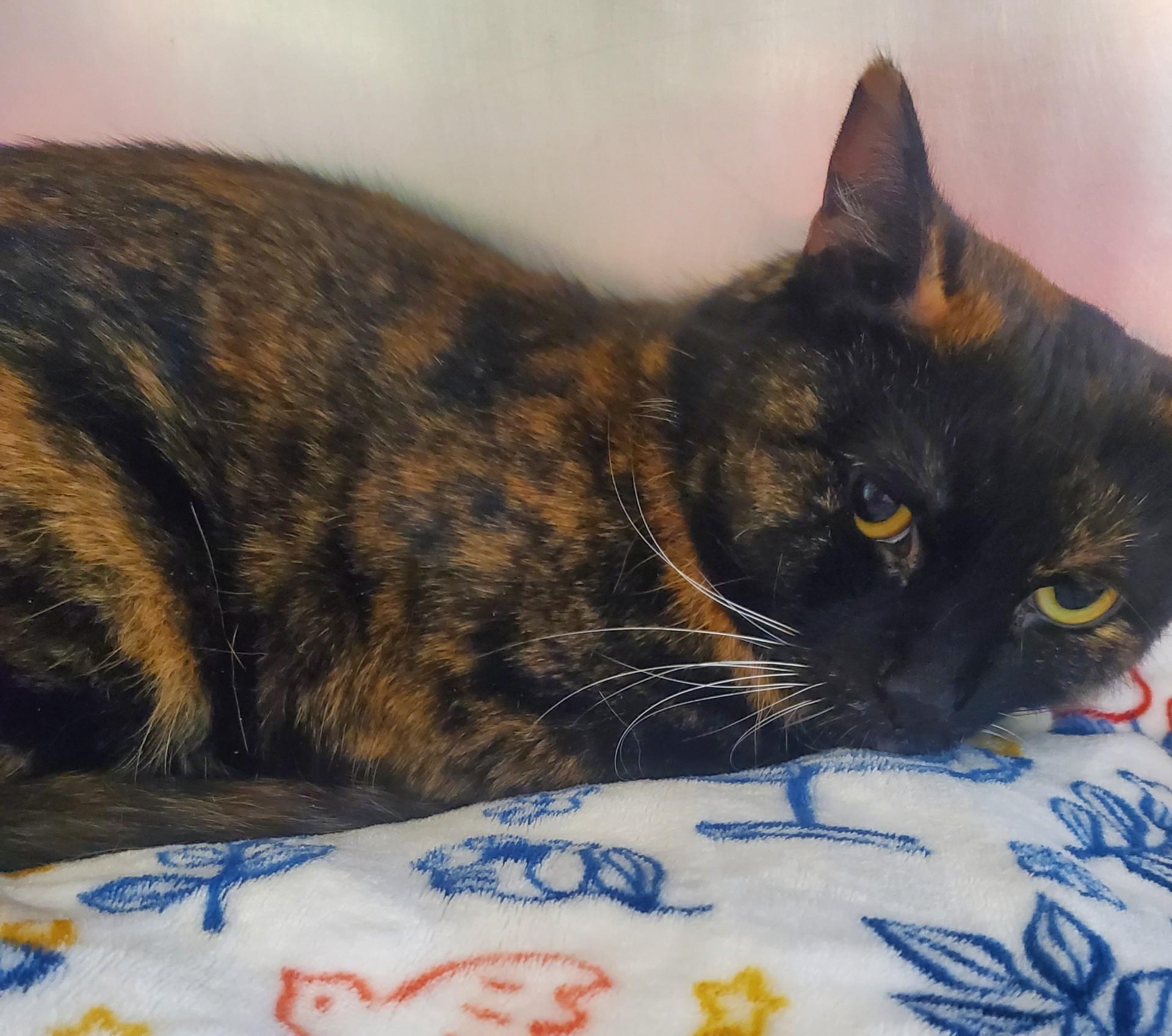 Enlarge Cadbury, an adopted Domestic Short Hair in Altoona, PA image 1/1