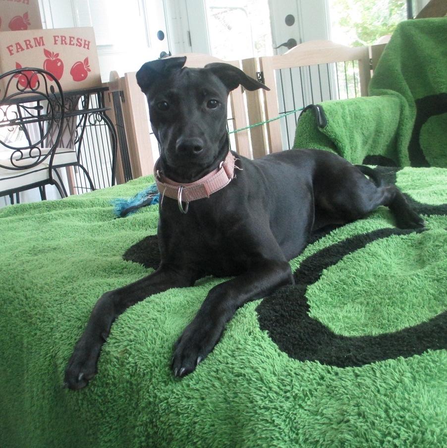 Enlarge Pinky, a Adoptable mixed breed in Rochester, NY image 1/6