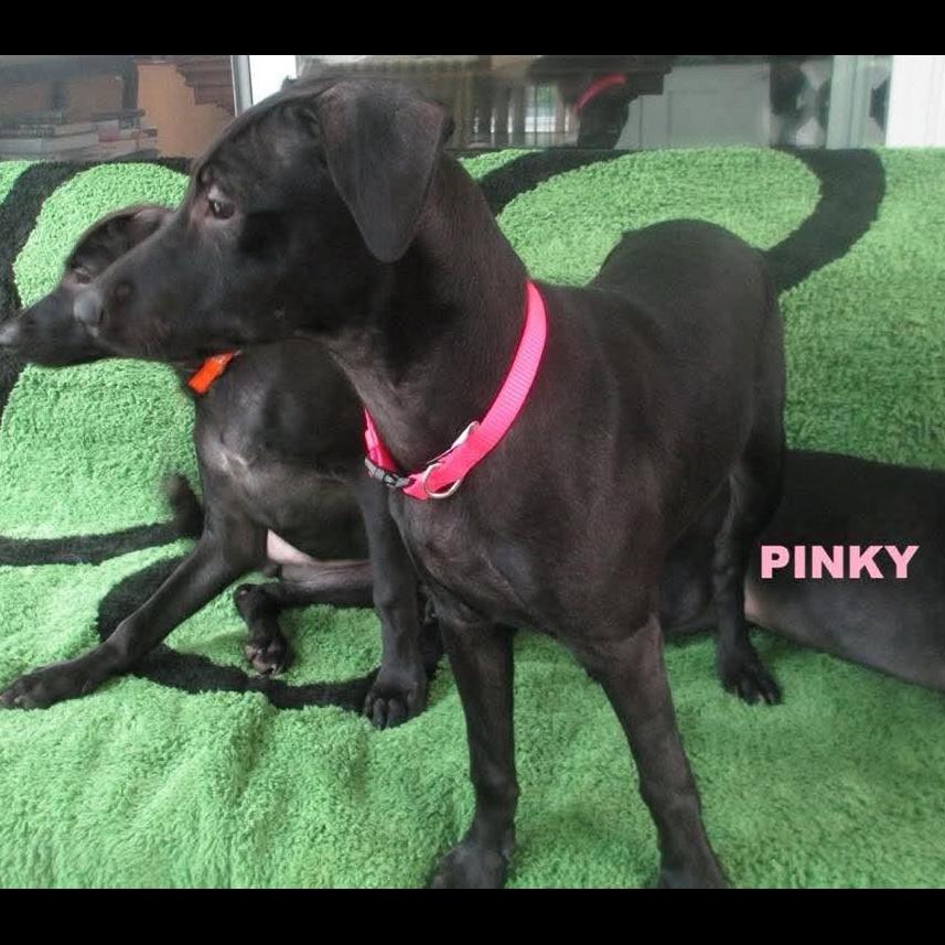 Pinky, Adoptable, Puppy Female Pit Bull Terrier & Whippet.