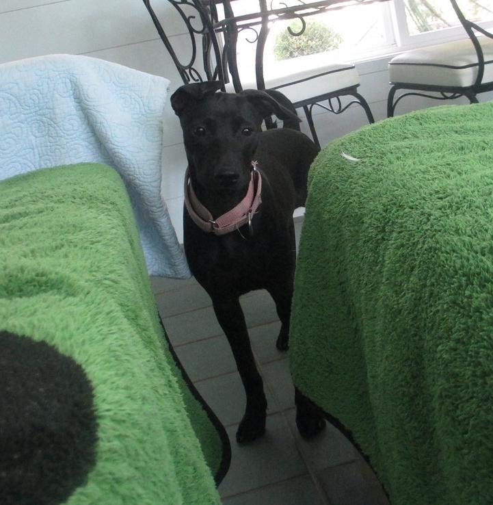 Enlarge Pinky, a Adoptable mixed breed in Rochester, NY image 3/6