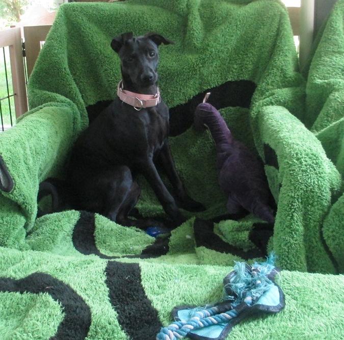 Enlarge Pinky, a Adoptable mixed breed in Rochester, NY image 4/6