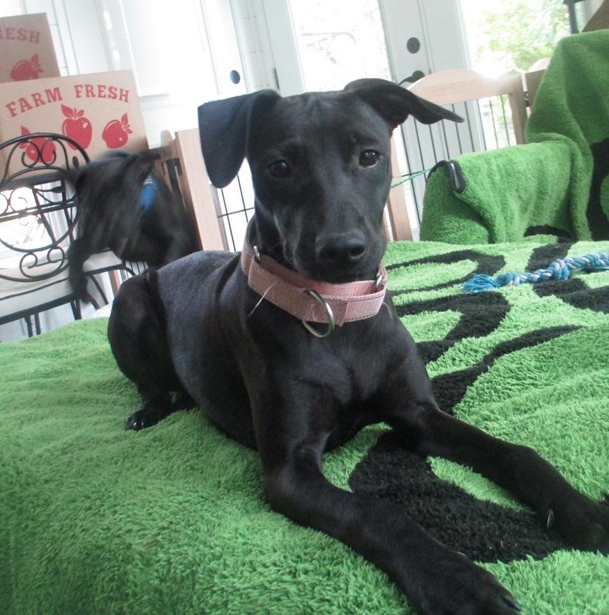Enlarge Pinky, a Adoptable mixed breed in Rochester, NY image 5/6