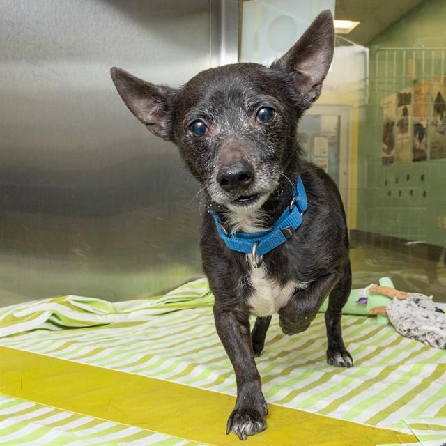 BOBO, Adoptable, Adult Male Chihuahua.