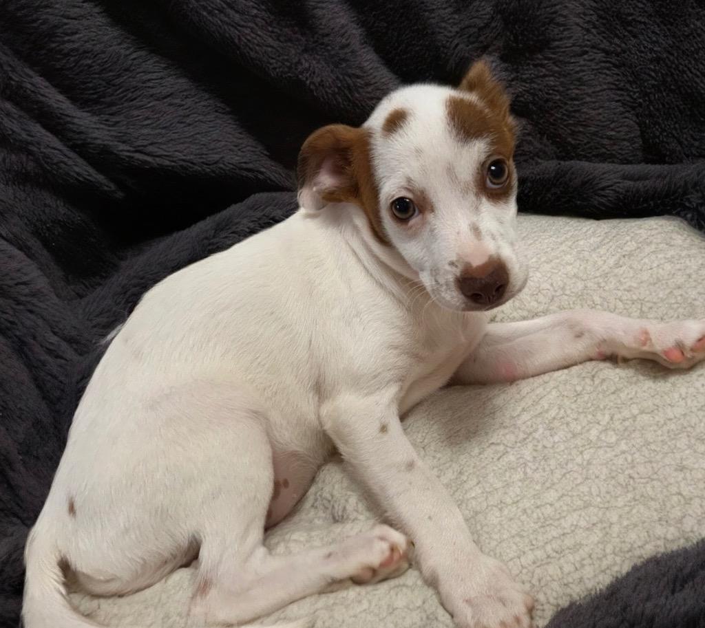 Enlarge Lollipop, a Adoptable Terrier in Fort Myers, FL image 1/1