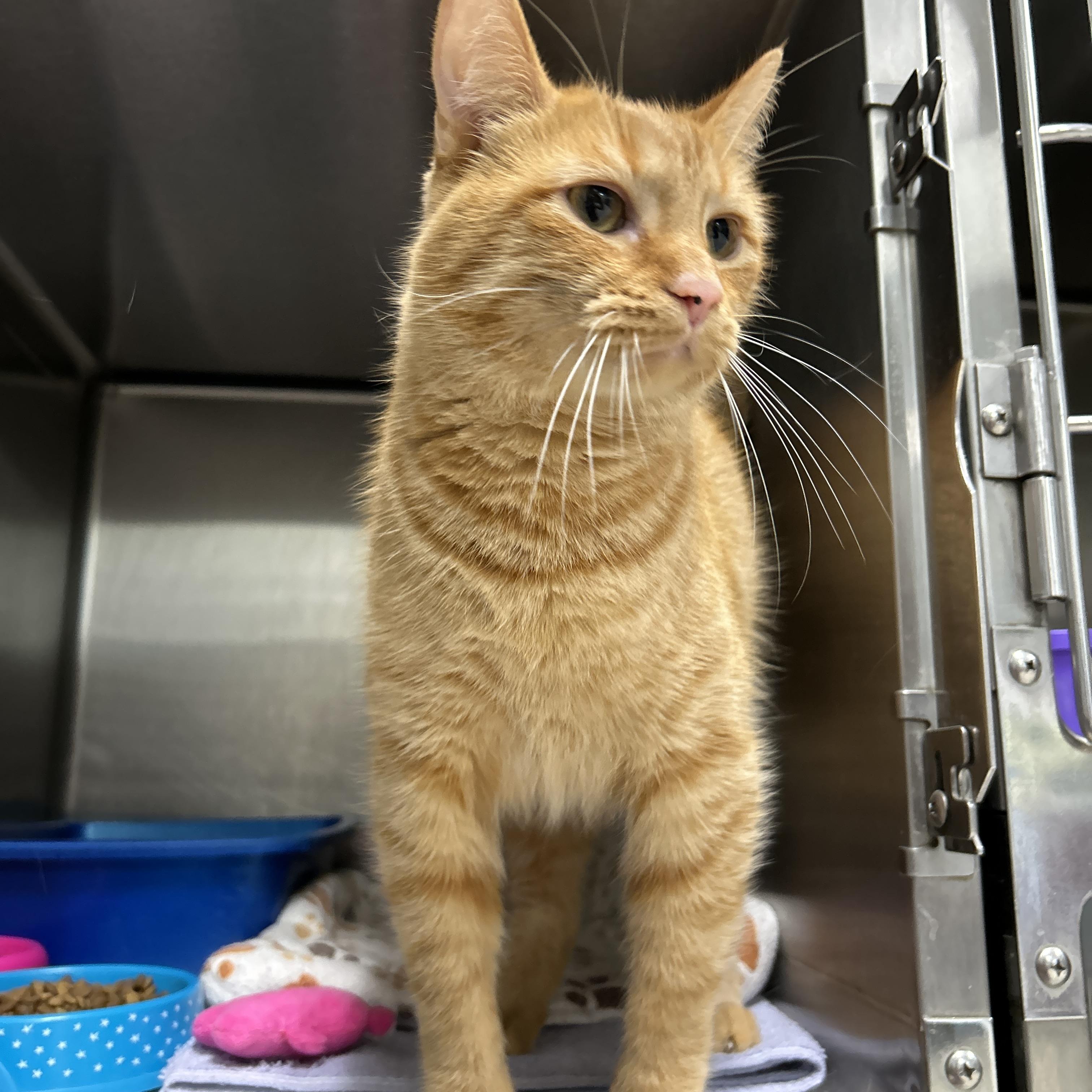 Enlarge Kincaid, an adopted Domestic Short Hair in La Grange Park, IL image 3/5