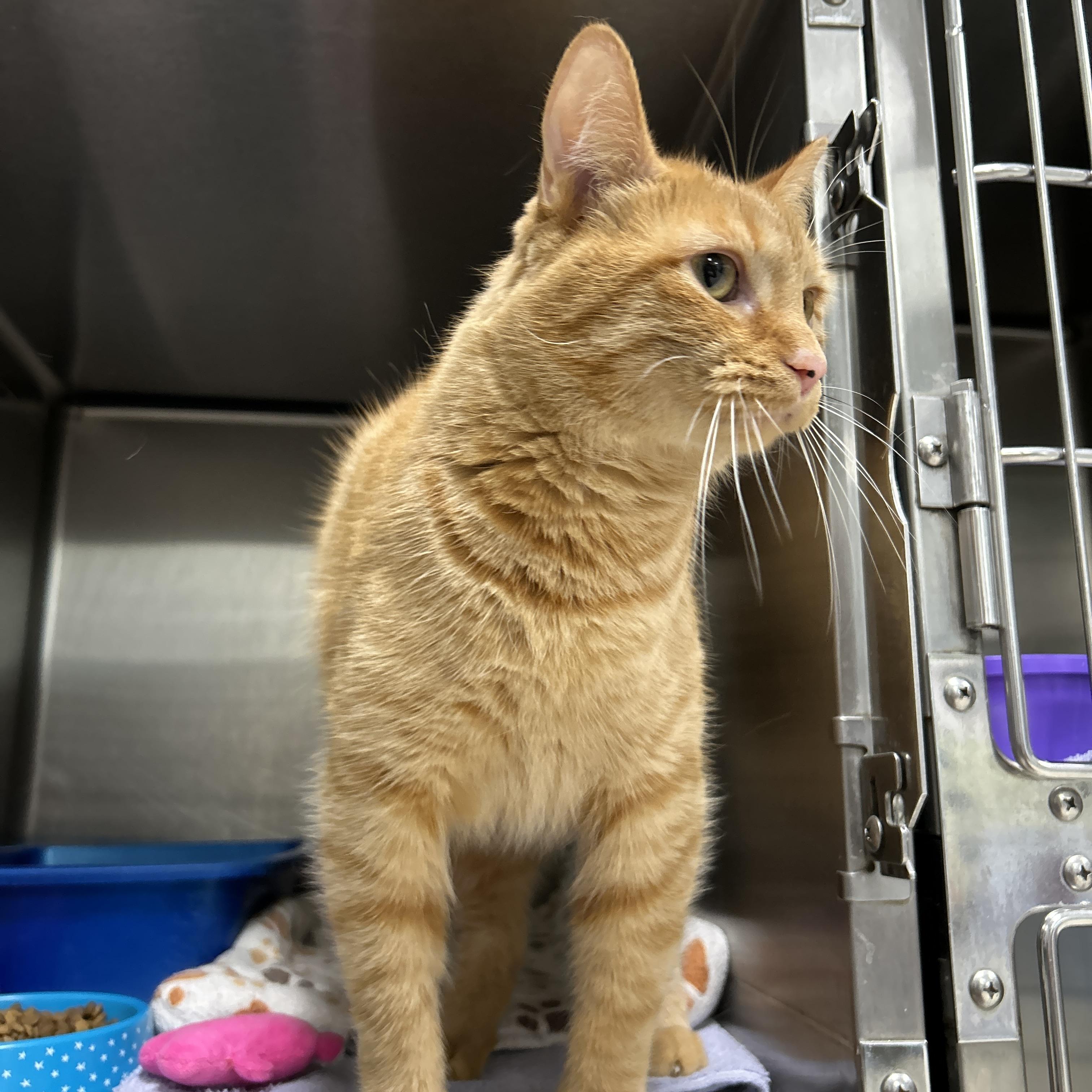 Enlarge Kincaid, an adopted Domestic Short Hair in La Grange Park, IL image 2/5