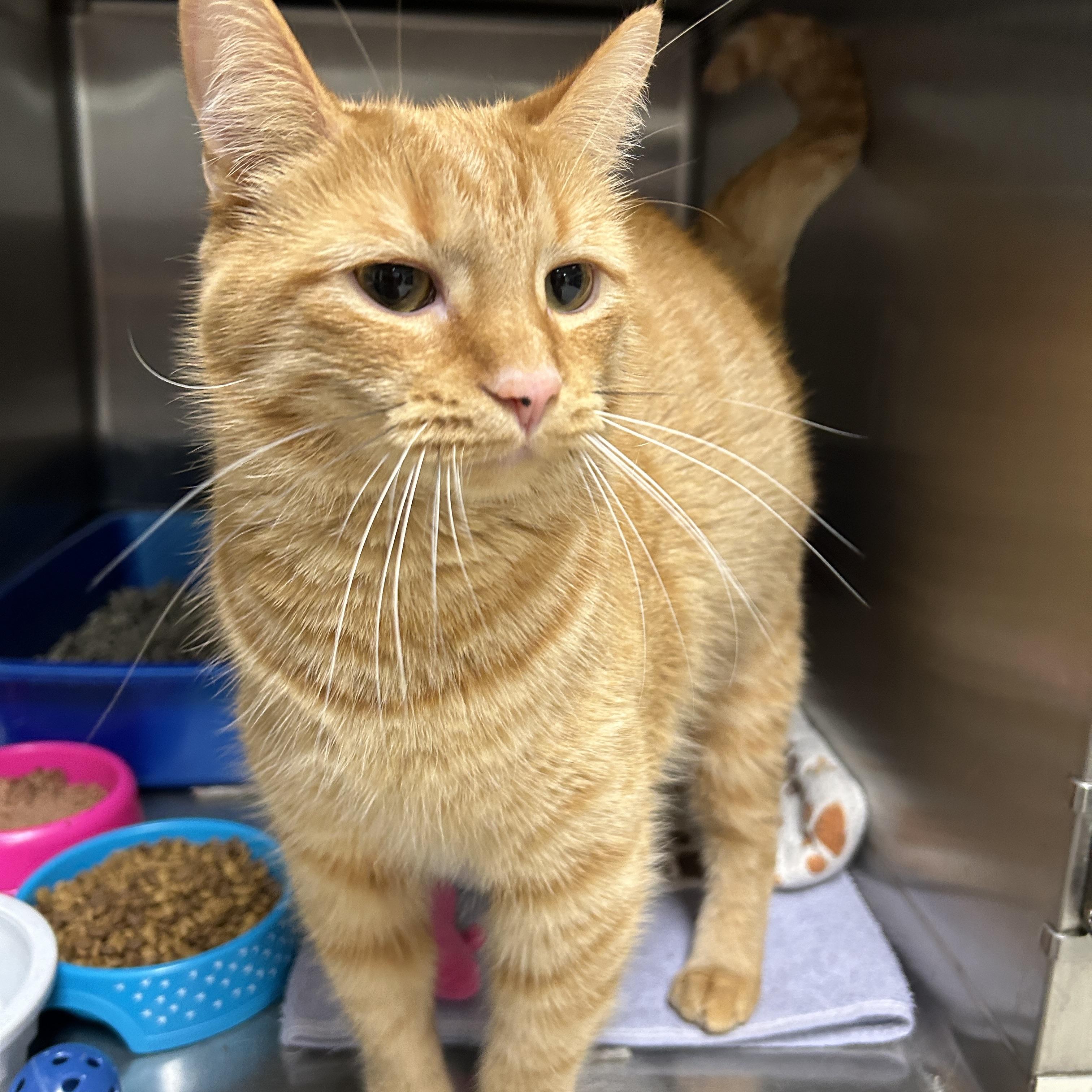 Enlarge Kincaid, an adopted Domestic Short Hair in La Grange Park, IL image 5/5