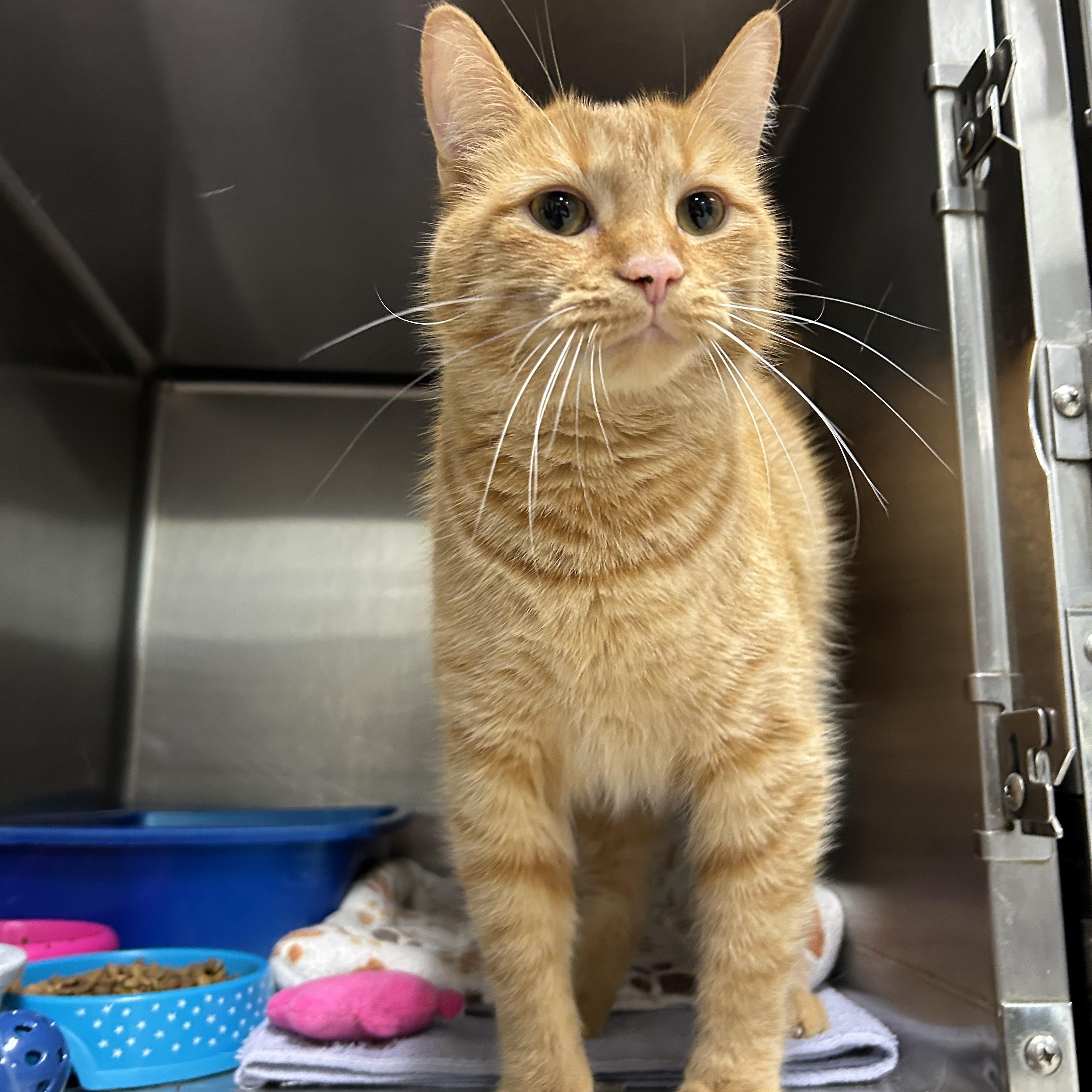 Kincaid, adopted, Adult Male Domestic Short Hair.