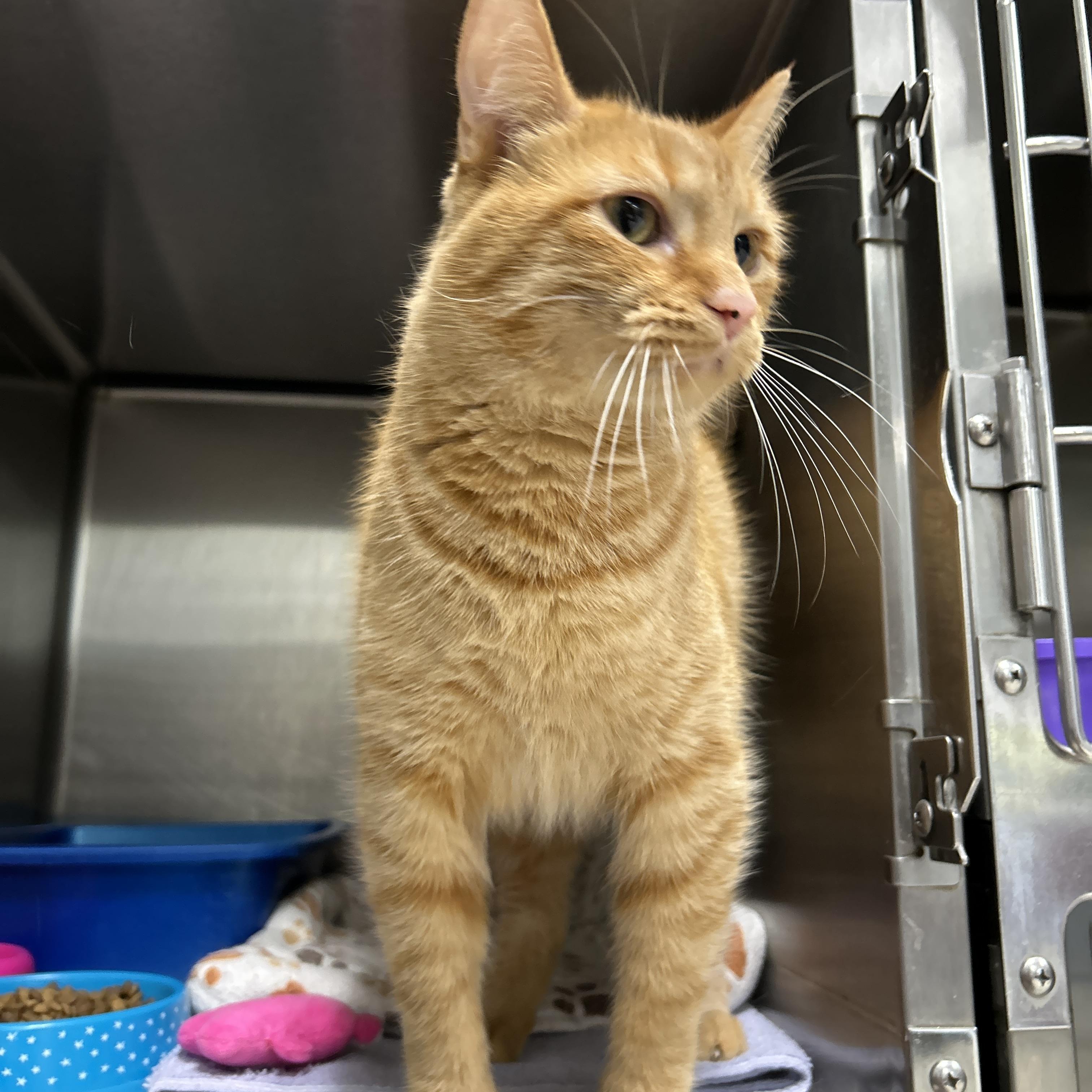 Enlarge Kincaid, an adopted Domestic Short Hair in La Grange Park, IL image 4/5