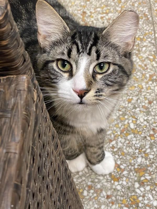 Houdini & Pantera, a ADOPTABLE mixed breed in Chicago, IL image 5/6