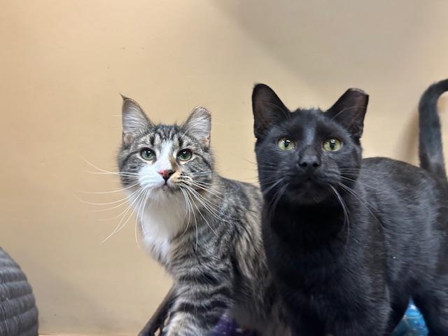 Houdini & Pantera, a ADOPTABLE mixed breed in Chicago, IL image 1/6