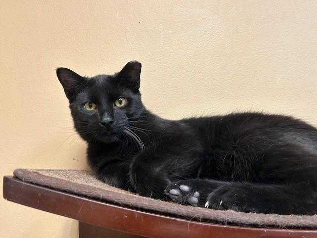 Houdini & Pantera, a ADOPTABLE mixed breed in Chicago, IL image 6/6