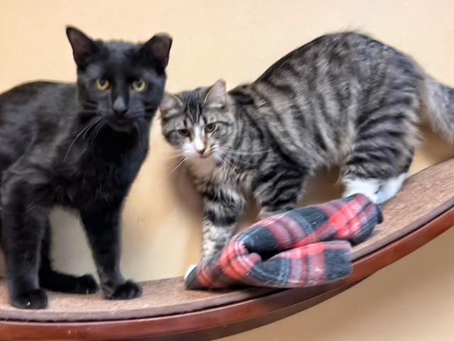 Houdini & Pantera, ADOPTABLE, Young Male Domestic Medium Hair & Domestic Short Hair.