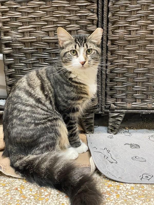 Houdini & Pantera, a ADOPTABLE mixed breed in Chicago, IL image 3/6