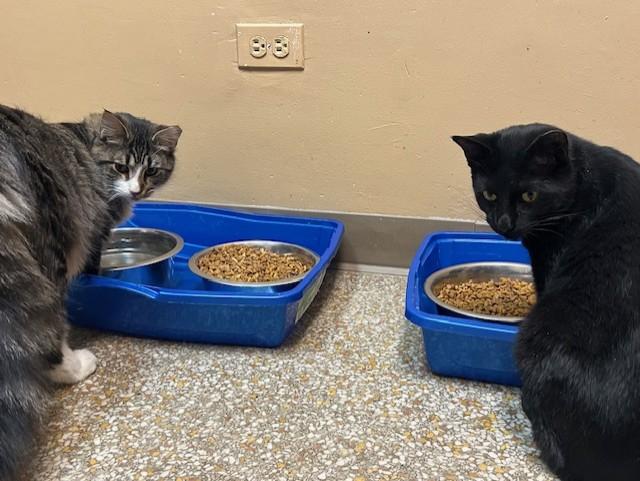 Houdini & Pantera, a ADOPTABLE mixed breed in Chicago, IL image 2/6