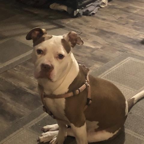 DAISY, Adoptable, Adult Female Staffordshire Bull Terrier.