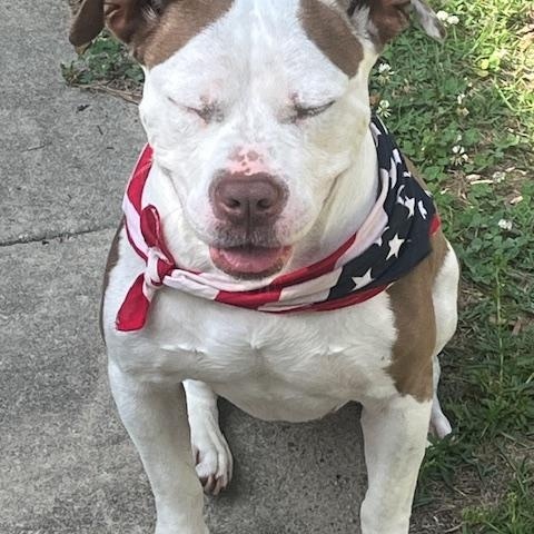 DAISY, a Adoptable Staffordshire Bull Terrier in Egg Harbor City, NJ image 2/3