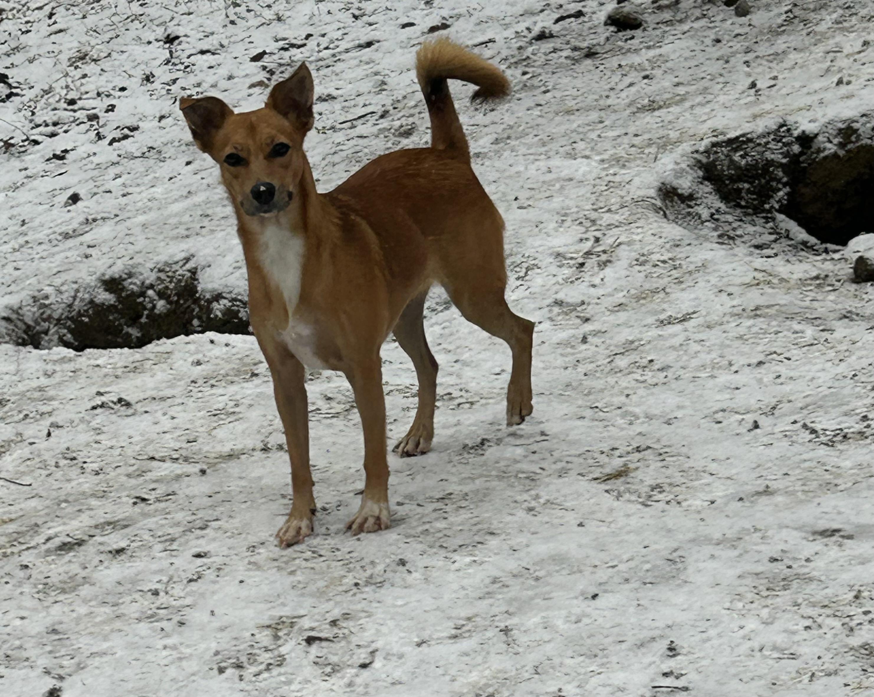 Enlarge Sista, a Adoptable mixed breed in Chelsea, VT image 1/3