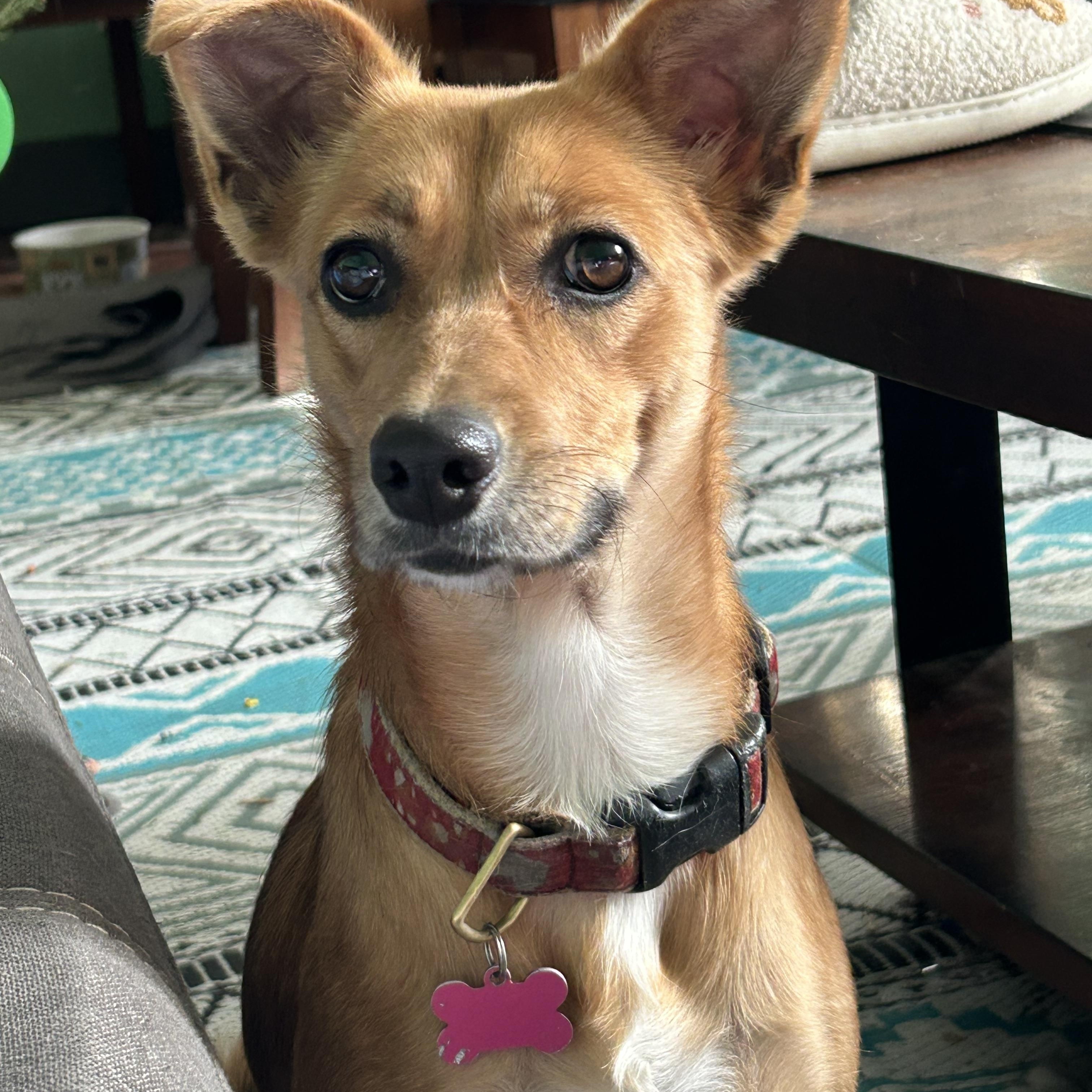 Sista, Adoptable, Young Female Jack Russell Terrier & Labrador Retriever.