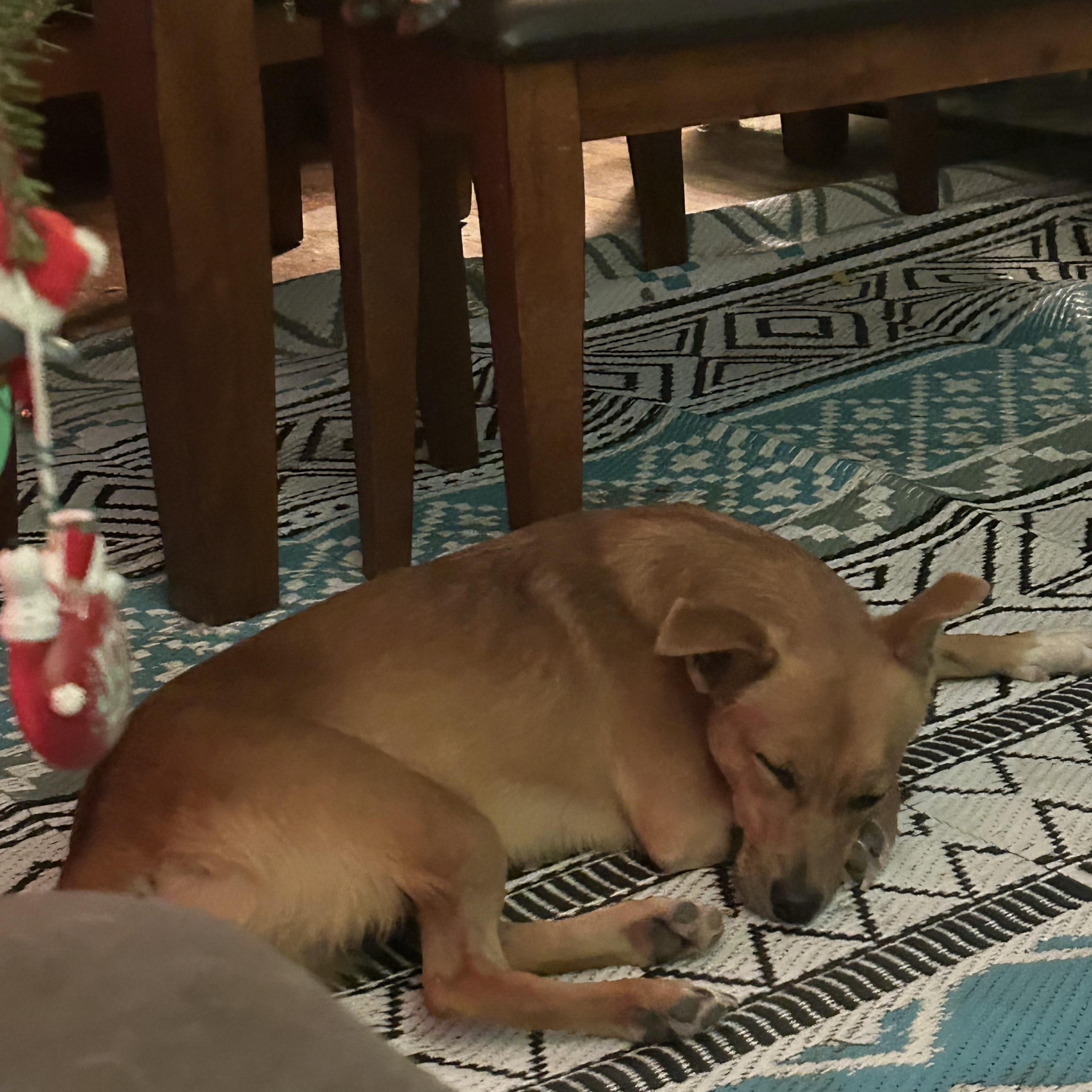 Enlarge Sista, a Adoptable mixed breed in Chelsea, VT image 5/6