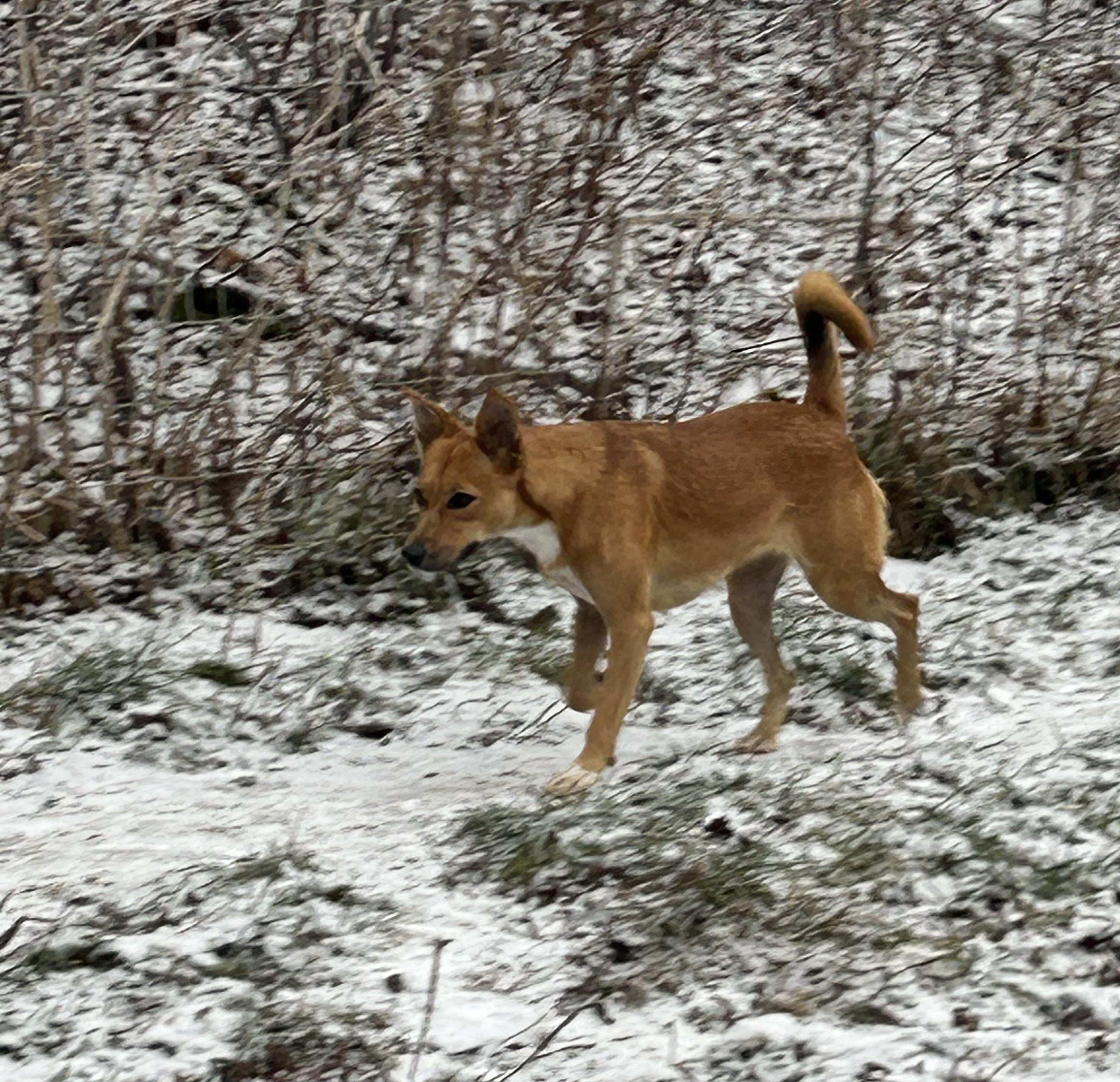 Enlarge Sista, a Adoptable mixed breed in Chelsea, VT image 2/3