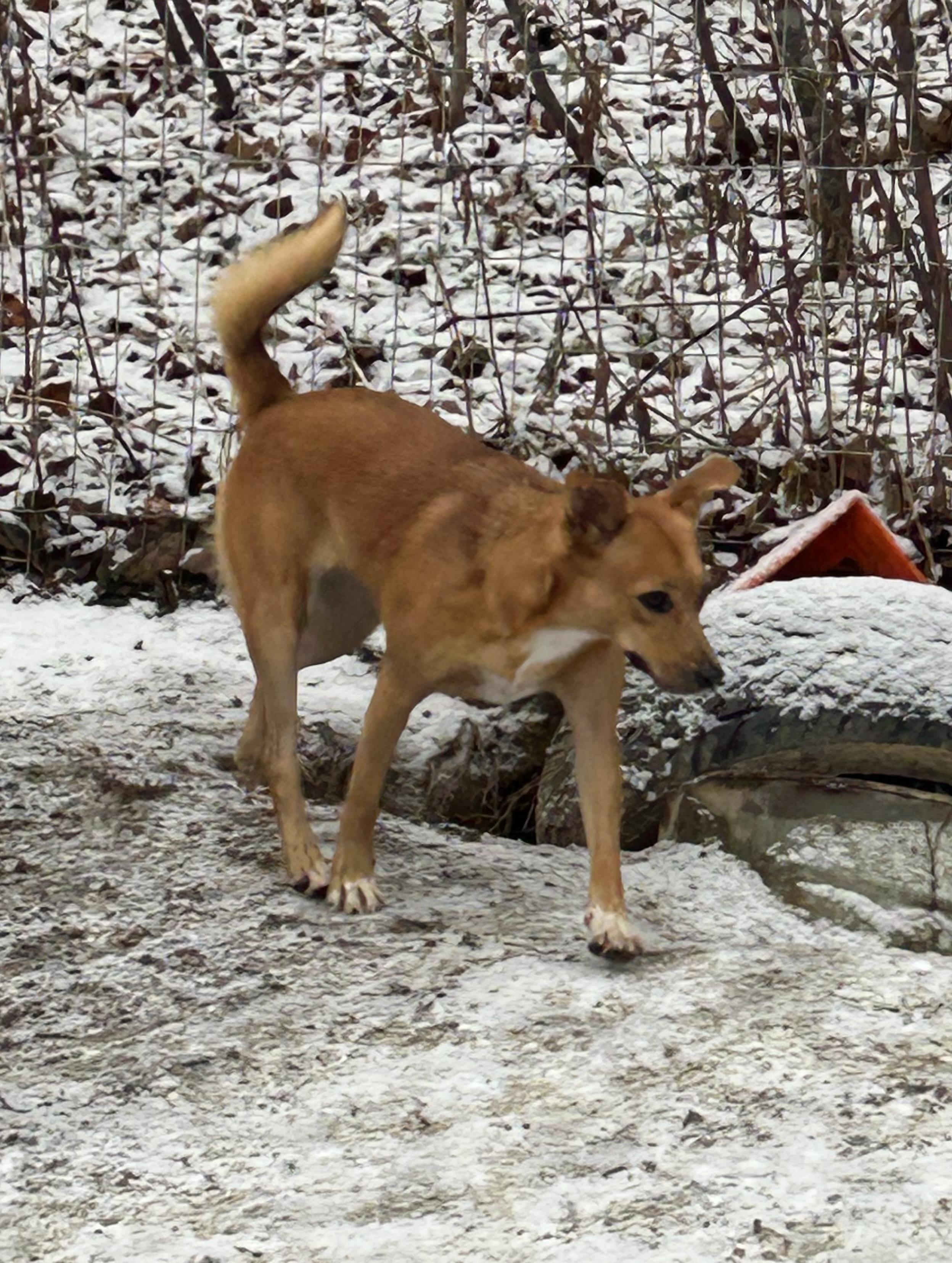 Enlarge Sista, a Adoptable mixed breed in Chelsea, VT image 3/3