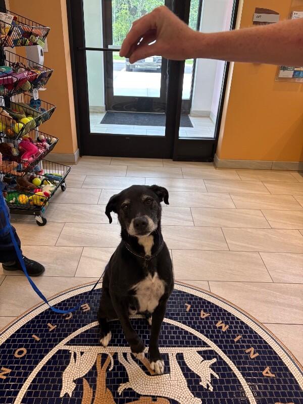 Chauncey, Adoptable, Adult Male Labrador Retriever & Mixed Breed.