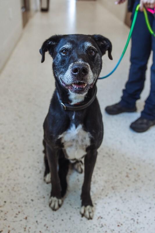 Chauncey (Sponsored Adoption), Adoptable, Adult Male Labrador Retriever & Mixed Breed.