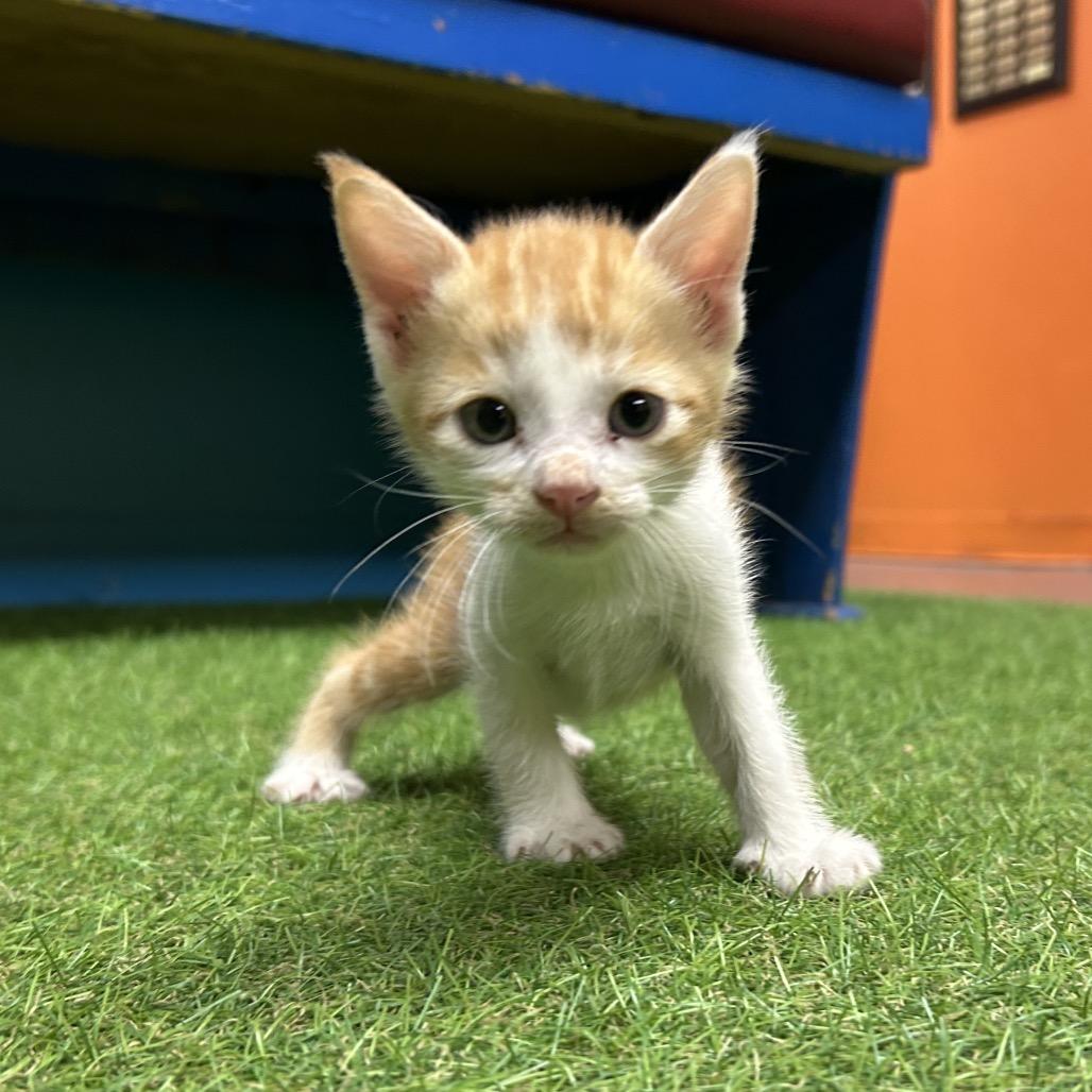 Enlarge Remy, a Adoptable Domestic Short Hair in Norman, OK image 1/1