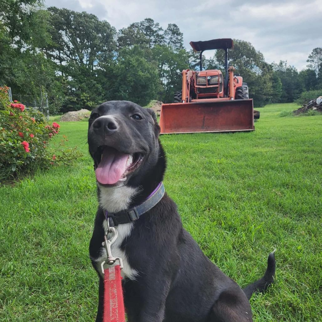 Simon, Adoptable, Young Male Black Labrador Retriever & Mixed Breed.