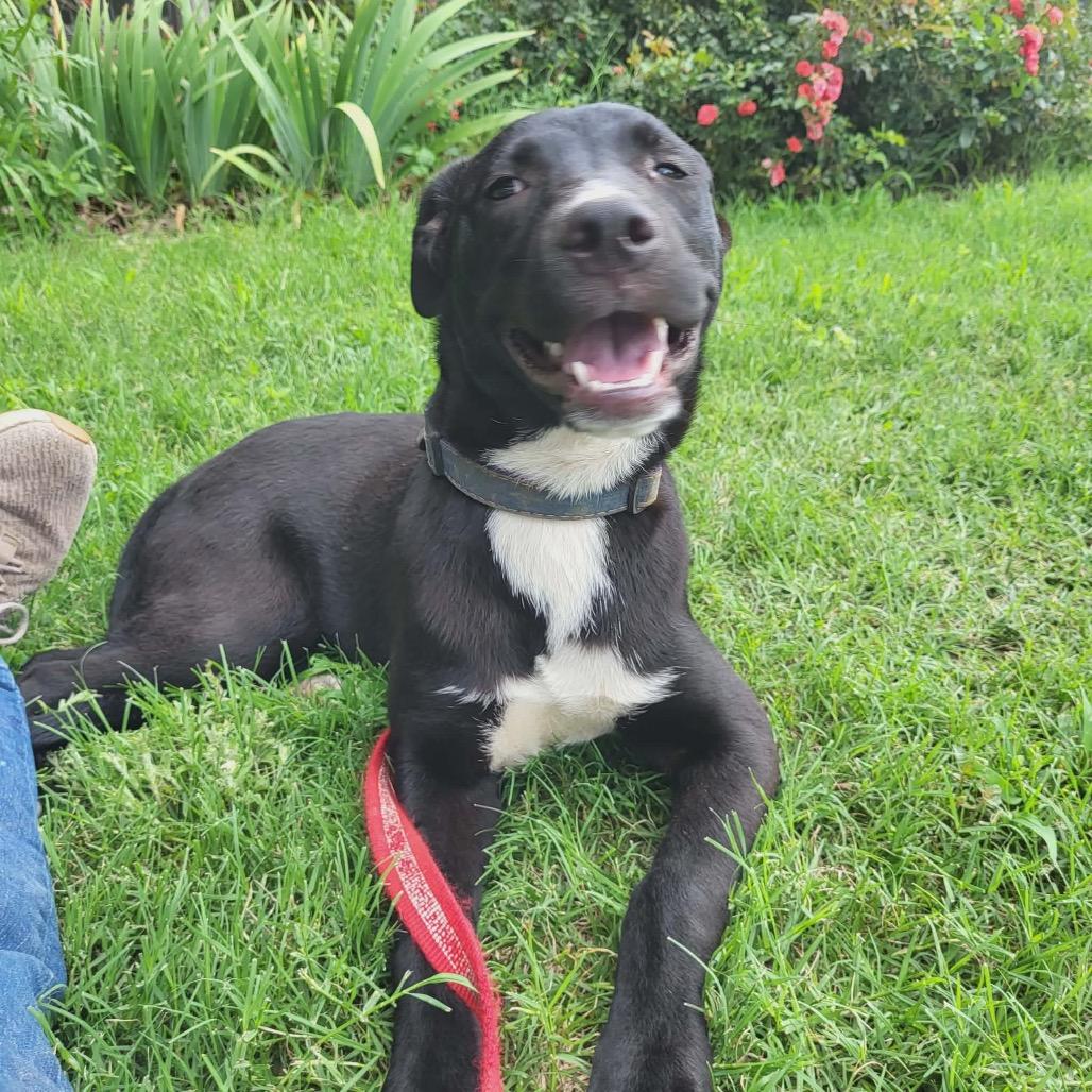 Enlarge Simon, a Adoptable mixed breed in Wadena, MN image 2/6