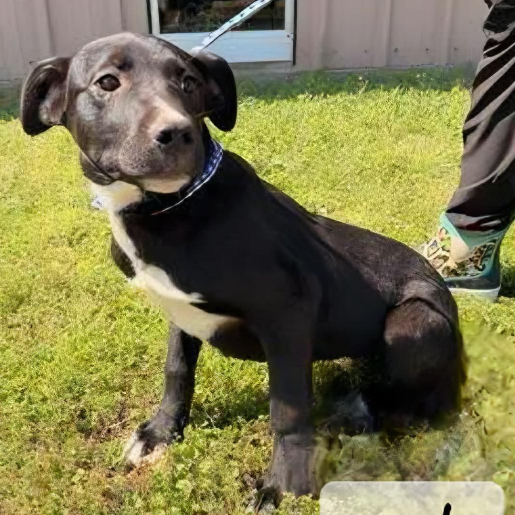 Enlarge Simon, a Adoptable mixed breed in Wadena, MN image 3/6