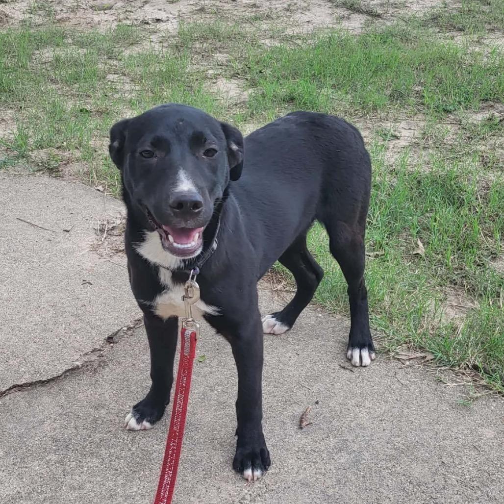 Enlarge Simon, a Adoptable mixed breed in Wadena, MN image 4/6
