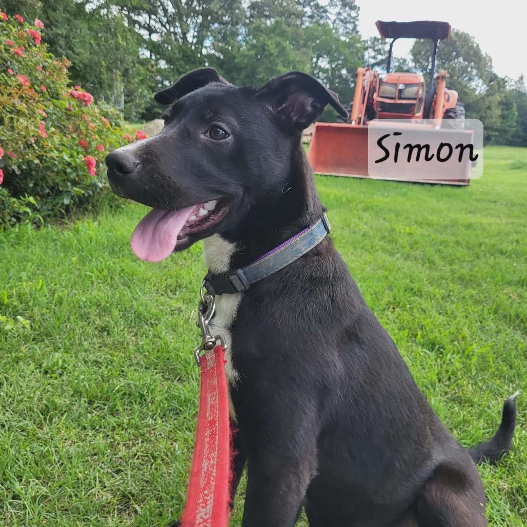 Enlarge Simon, a Adoptable mixed breed in Wadena, MN image 5/6