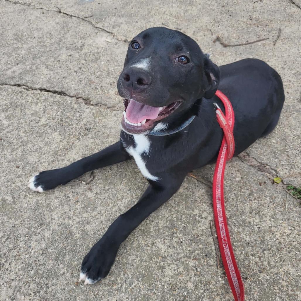 Enlarge Simon, a Adoptable mixed breed in Wadena, MN image 6/6