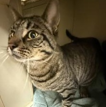 Simon, Adoptable, Adult Male Domestic Short Hair.
