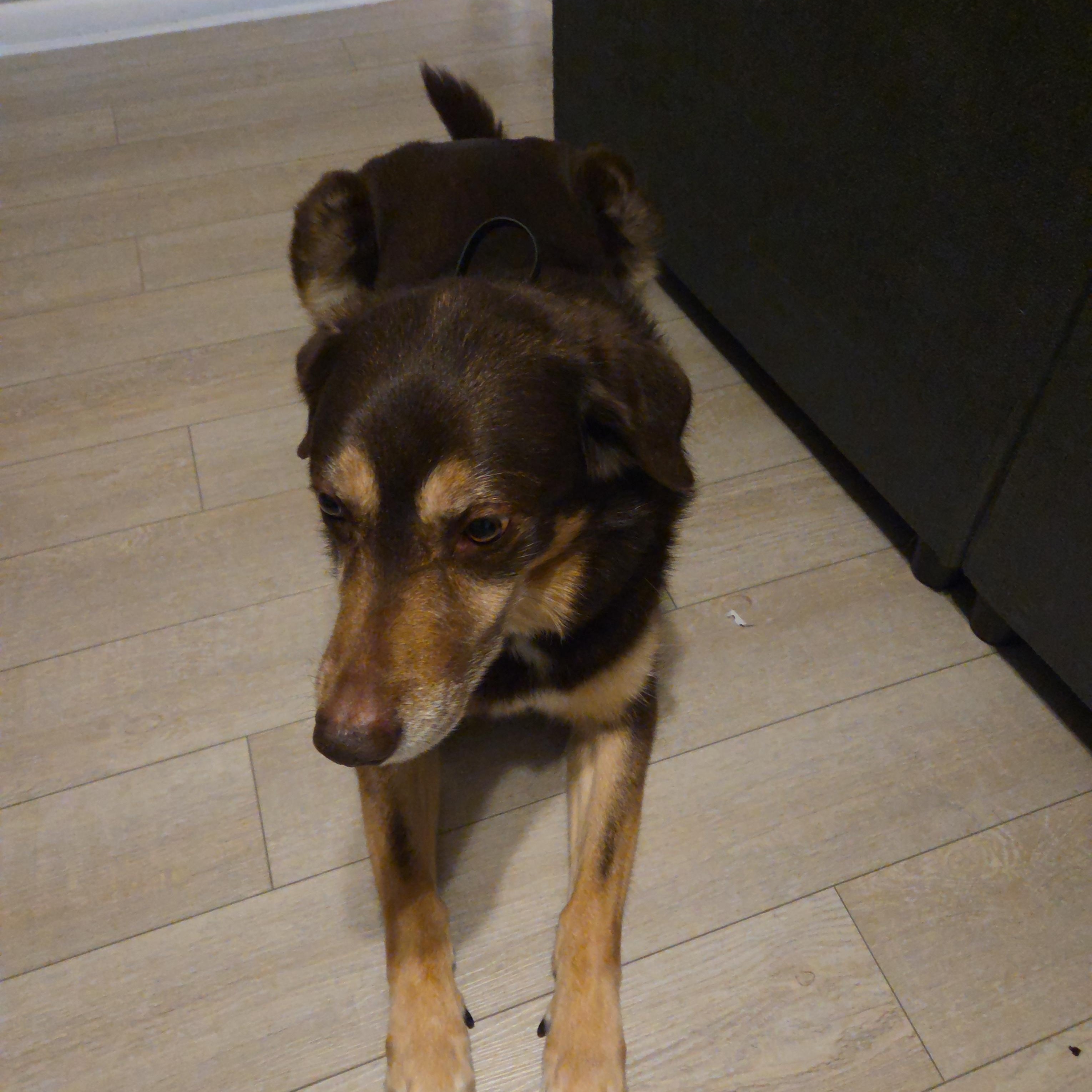 Enlarge Bear, a Adoptable mixed breed in Cromwell, CT image 1/2