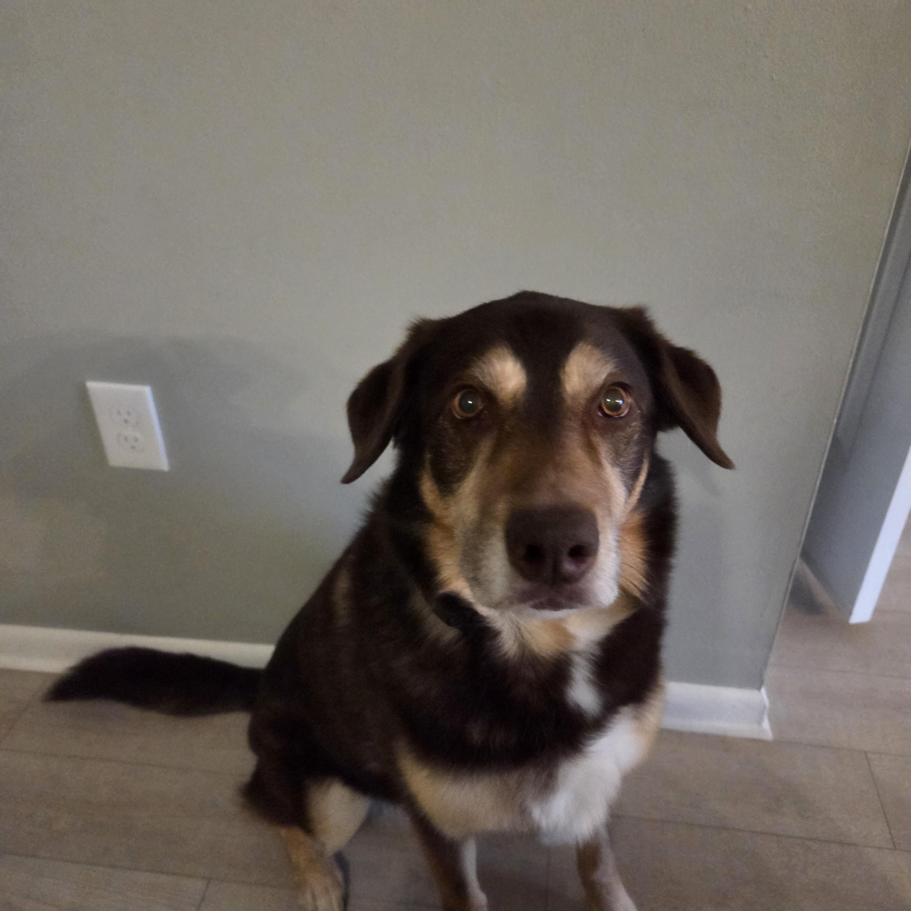 Enlarge Bear, a Adoptable mixed breed in Cromwell, CT image 2/2