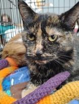 Enlarge EMBER, a Adopted mixed breed in Battle Creek, MI image 1/1