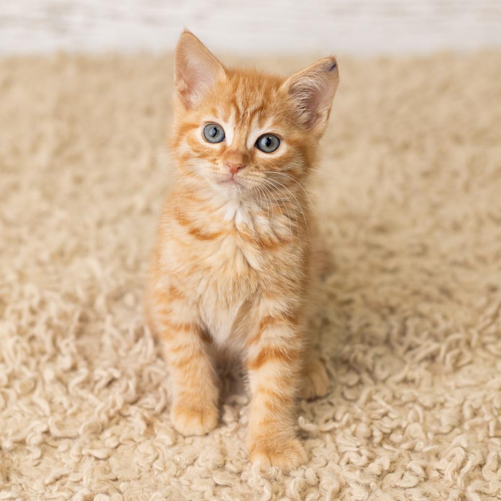 Phryne, Adoptable, Kitten Female Domestic Short Hair.