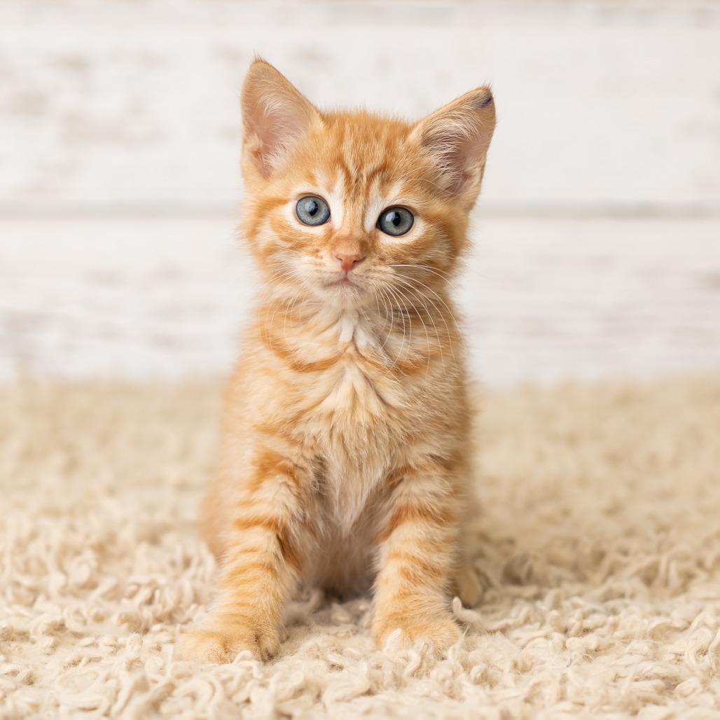 Phryne, a Adoptable Domestic Short Hair in St. Paul, MN image 2/6