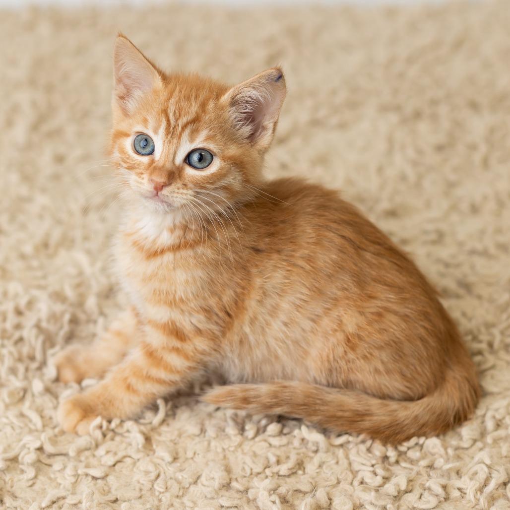 Phryne, a Adoptable Domestic Short Hair in St. Paul, MN image 3/6