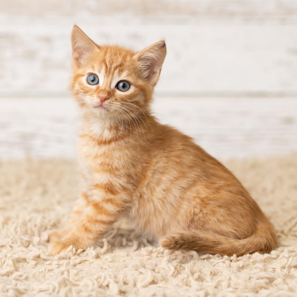 Phryne, a Adoptable Domestic Short Hair in St. Paul, MN image 4/6