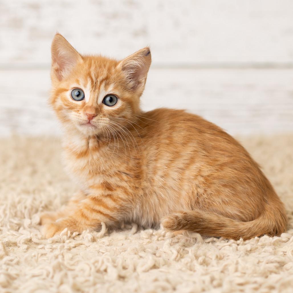 Phryne, a Adoptable Domestic Short Hair in St. Paul, MN image 5/6