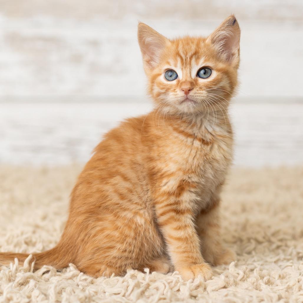 Phryne, a Adoptable Domestic Short Hair in St. Paul, MN image 6/6