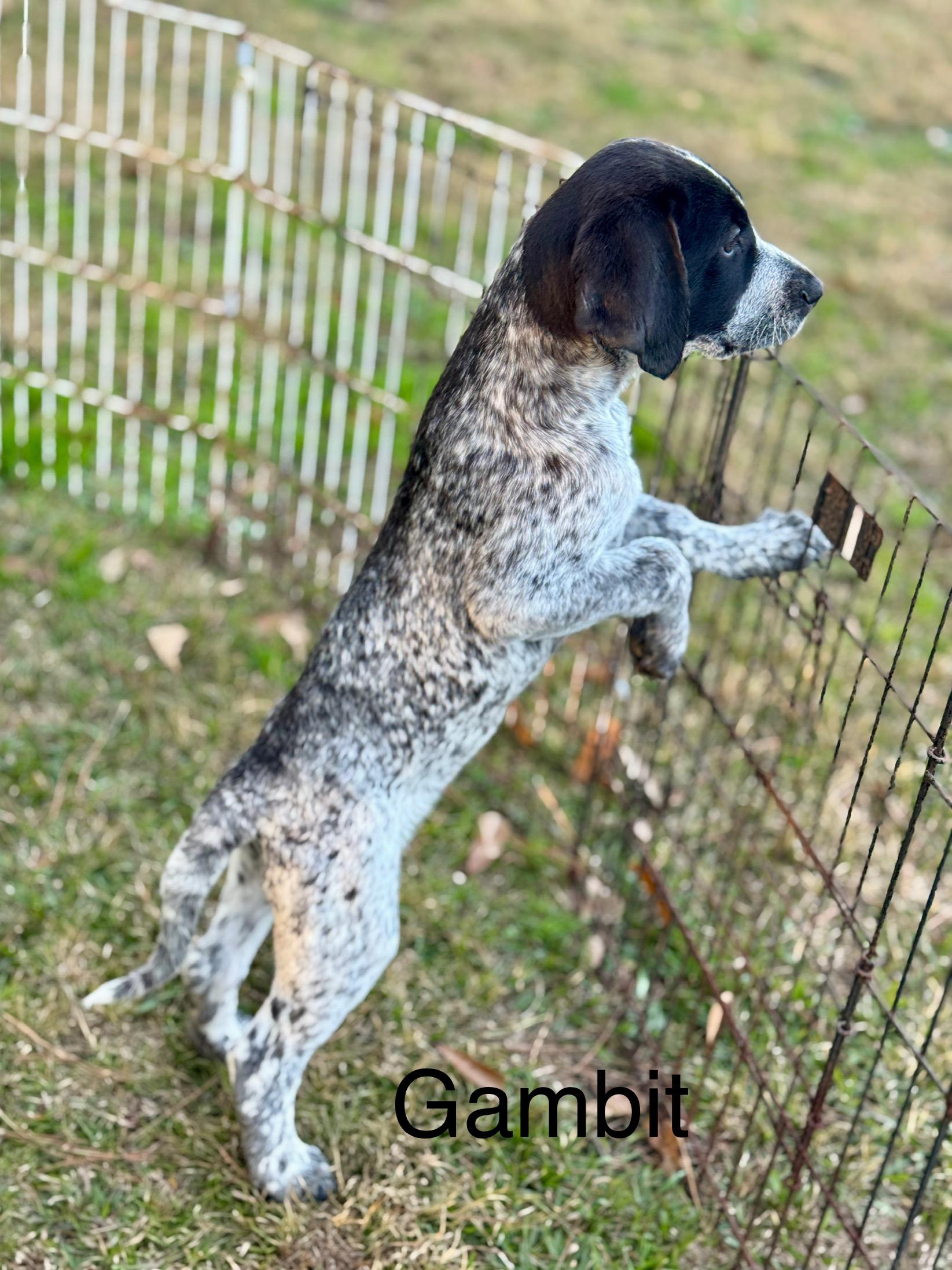 Enlarge "G" Puppies, an adopted mixed breed in Allentown, PA image 2/6